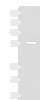 Western blot analysis of HepG2 cell lysate  using GPR22 Polyclonal Antibody at dilution of 1:500