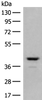 Western blot analysis of Human fetal brain tissue lysate  using TAAR2 Polyclonal Antibody at dilution of 1:350