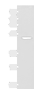 Western blot analysis of Hela cell lysate  using GPR142 Polyclonal Antibody at dilution of 1:400