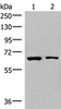Western blot analysis of Raji and PC3 cell lysates  using ZNF85 Polyclonal Antibody at dilution of 1:400