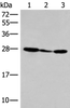 Western blot analysis of 293T cell lysate  using HLA-DOB Polyclonal Antibody at dilution of 1:400