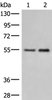 Western blot analysis of Human placenta tissue and 231 cell lysates  using HTRA4 Polyclonal Antibody at dilution of 1:400