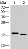 Western blot analysis of Mouse liver tissue and Human tonsil tissue lysates  using IL36A Polyclonal Antibody at dilution of 1:300