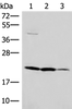 Western blot analysis of A549 HT29 and Raji cell lysates  using IL37 Polyclonal Antibody at dilution of 1:650