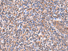 Immunohistochemistry of paraffin-embedded Human tonsil tissue  using ISM1 Polyclonal Antibody at dilution of 1:60(×200)