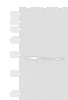 Western blot analysis of HepG2 HL60 cell Human fetal liver tissue lysates  using ISY1-RAB43 Polyclonal Antibody at dilution of 1:1000