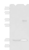 Western blot analysis of A172 cell and Human cerebrum tissue lysates  using TMEM42 Polyclonal Antibody at dilution of 1:800