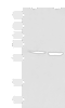 Western blot analysis of Juakat and K562 cell lysates  using JRKL Polyclonal Antibody at dilution of 1:800