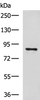 Western blot analysis of 293T cell lysate  using CCNF Polyclonal Antibody at dilution of 1:800