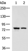 Western blot analysis of A172 and 231 cell lysates  using IL17RD Polyclonal Antibody at dilution of 1:900