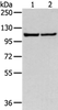 Western blot analysis of 231 and hela cell  using WWP1 Polyclonal Antibody at dilution of 1:300