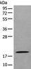 Western blot analysis of 293T cell lysate  using ZNHIT1 Polyclonal Antibody at dilution of 1:400