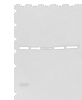 Western blot analysis of Mouse liver tissue Hela cell Human testis tissue Jurkat and HEPG2 cell lysates  using ATF6B Polyclonal Antibody at dilution of 1:300