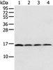 Western blot analysis of 231 Hela K562 cell and Human bladder carcinoma tissue  using MRPS18C Polyclonal Antibody at dilution of 1:800