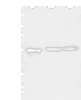 Western blot analysis of Human cerebrum tissue rat brain tissue and Mouse brain tissue  using KCTD16 Polyclonal Antibody at dilution of 1:350