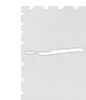 Western blot analysis of 293T cell  using NUDT12 Polyclonal Antibody at dilution of 1:300