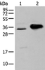 Western blot analysis of TM4 cell and Mouse brain tissue  using ATP6V1E2 Polyclonal Antibody at dilution of 1:400