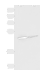 Western blot analysis of Jurkat and HepG2 cell lysates  using LRRC28 Polyclonal Antibody at dilution of 1:1000