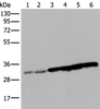 Western blot analysis of 293T cell Hela cell HEPG2 cell and A549 cell lysates  using SNRPA Polyclonal Antibody at dilution of 1:250