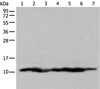 Western blot analysis of 293T cell lysates  using UQCRQ Polyclonal Antibody at dilution of 1:450