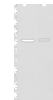 Western blot analysis of EPG2 and Jurkat cell lysates  using ATL3 Polyclonal Antibody at dilution of 1:800