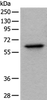 Western blot analysis of Hela cell lysate  using BAIAP2L1 Polyclonal Antibody at dilution of 1:1000