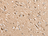 Immunohistochemistry of paraffin-embedded Human brain tissue  using BATF Polyclonal Antibody at dilution of 1:45(×200)