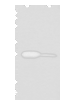 Western blot analysis of Mouse kidney tissue and A172 cell lysates  using BDH2 Polyclonal Antibody at dilution of 1:600