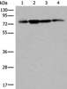 Western blot analysis of 293T Hela and A375 cell lysates  using PHF21A Polyclonal Antibody at dilution of 1:400
