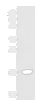 Western blot analysis of Human heart tissue lysate  using C15orf40 Polyclonal Antibody at dilution of 1:400