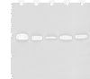 Western blot analysis of 293T A549 Hela K562 and HEPG2 cell lysates  using GATD3B Polyclonal Antibody at dilution of 1:400