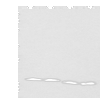 Western blot analysis of TM4 Jurkat NIH/3T3 and RAW264.7 cell lysates  using CETN3 Polyclonal Antibody at dilution of 1:600