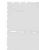 Western blot analysis of K562 HEPG2 231 and Jurkat cell lysates  using MRPL1 Polyclonal Antibody at dilution of 1:350