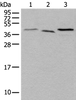 Western blot analysis of Mouse brain tissue Hela and HEPG2 cell lysates  using UBXN1 Polyclonal Antibody at dilution of 1:500