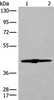 Western blot analysis of 293T cell lysate  using IVD Polyclonal Antibody at dilution of 1:500