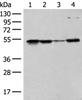 Western blot analysis of 293T Hela and HEPG2 cell lysates  using RRP1 Polyclonal Antibody at dilution of 1:400