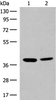 Western blot analysis of K562 and HEPG2 cell lysates  using MRM1 Polyclonal Antibody at dilution of 1:400
