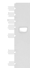 Western blot analysis of Human thyroid tissue lysate  using DGLUCY Polyclonal Antibody at dilution of 1:250