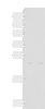 Western blot analysis of Rat heart tissue lysate  using CLEC3B Polyclonal Antibody at dilution of 1:650