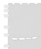 Western blot analysis of Human fetal liver tissue HepG2 K562 and Raji cell lysates  using DTYMK Polyclonal Antibody at dilution of 1:400