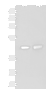 Western blot analysis of HepG2 and Hela cell lysates  using ORC4 Polyclonal Antibody at dilution of 1:550