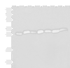 Western blot analysis of Hela cell Mouse spleen tissue Mouse liver tissue PC3 cell HL60 cell A549 cell NIH/3T3 cell lysates  using PSMA3 Polyclonal Antibody at dilution of 1:350