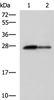 Western blot analysis of Rat pancreas tissue and Mouse pancreas tissue lysates  using CTRB1 Polyclonal Antibody at dilution of 1:1000