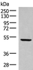 Western blot analysis of Rat heart tissue lysate  using PSMD12 Polyclonal Antibody at dilution of 1:300