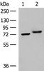 Western blot analysis of A172 and HepG2 cell lysates  using POMGNT1 Polyclonal Antibody at dilution of 1:400