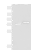 Western blot analysis of A172 and HepG2 cell lysates  using POMGNT1 Polyclonal Antibody at dilution of 1:400