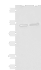 Western blot analysis of K562 cell Human fetal brain tissue lysates  using IPO11 Polyclonal Antibody at dilution of 1:500