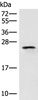 Western blot analysis of HT29 cell lysate  using EIF3K Polyclonal Antibody at dilution of 1:400