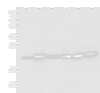 Western blot analysis of Mouse skeletal muscle tissue Mouse kidney tissue PC-3 Jurkat HepG2 and Hela cell lysates  using ATP5PD Polyclonal Antibody at dilution of 1:300