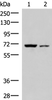 Western blot analysis of 293T and HepG2 cell lysates  using EWSR1 Polyclonal Antibody at dilution of 1:1000